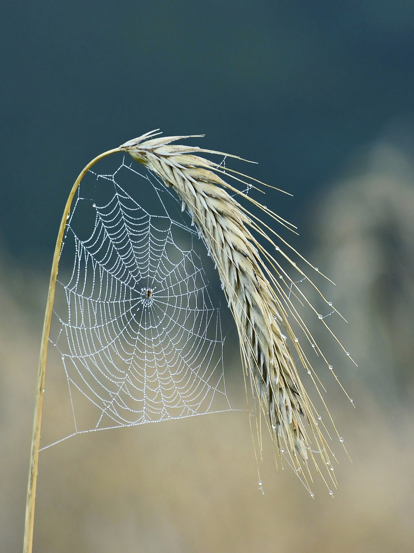 Ein Spinnennetz hängt an einer Ähre